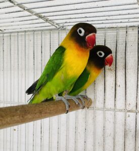 Agapornes personatas adultos