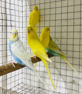 Periquitos Australianos